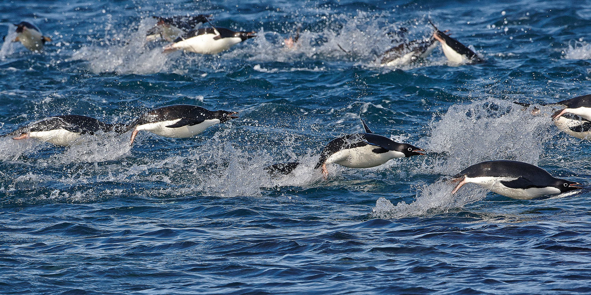 swimming fun with the adelie penguins